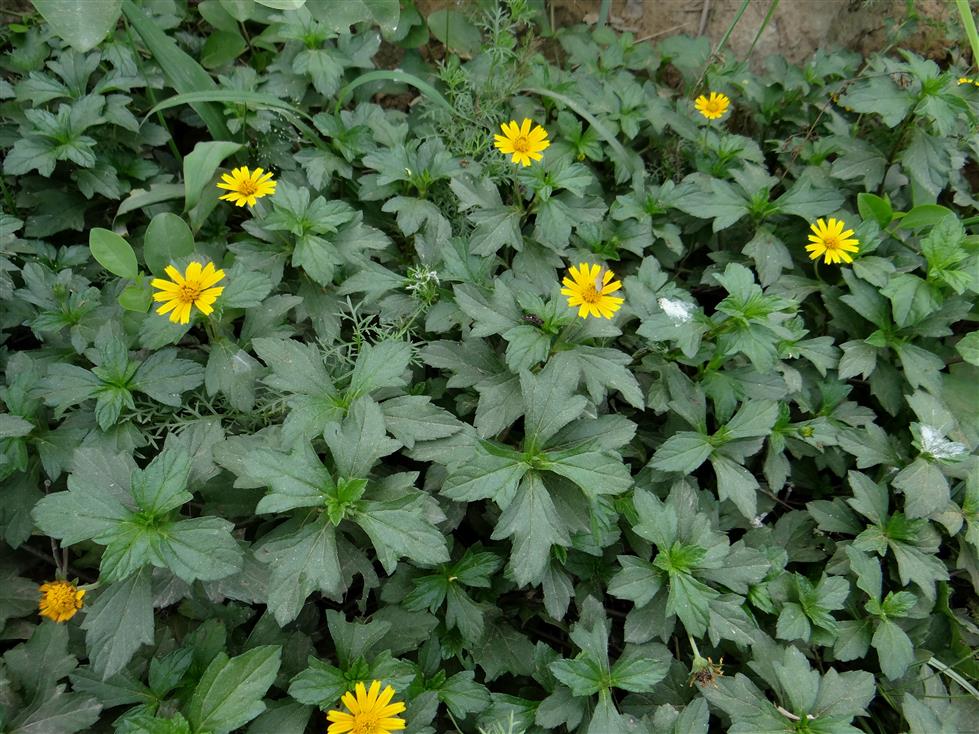 Sphagneticola triloba